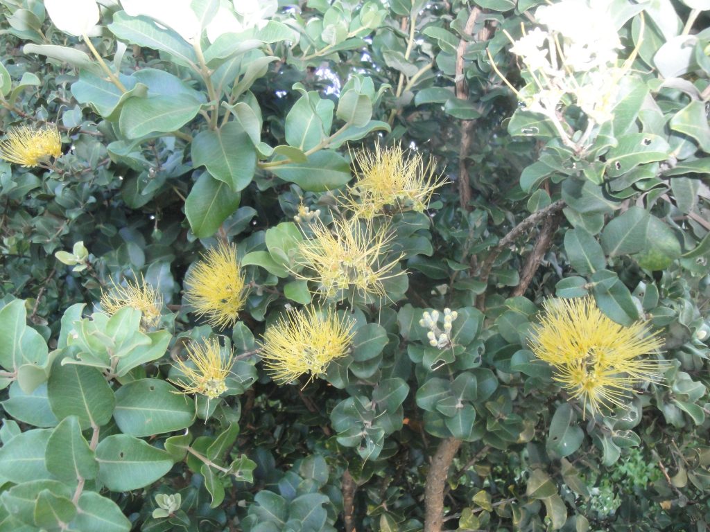 image of ohia lehua