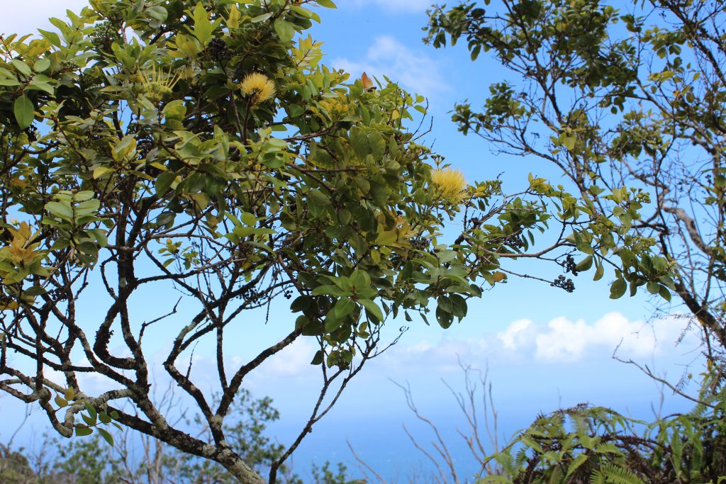 image of ohia lehua