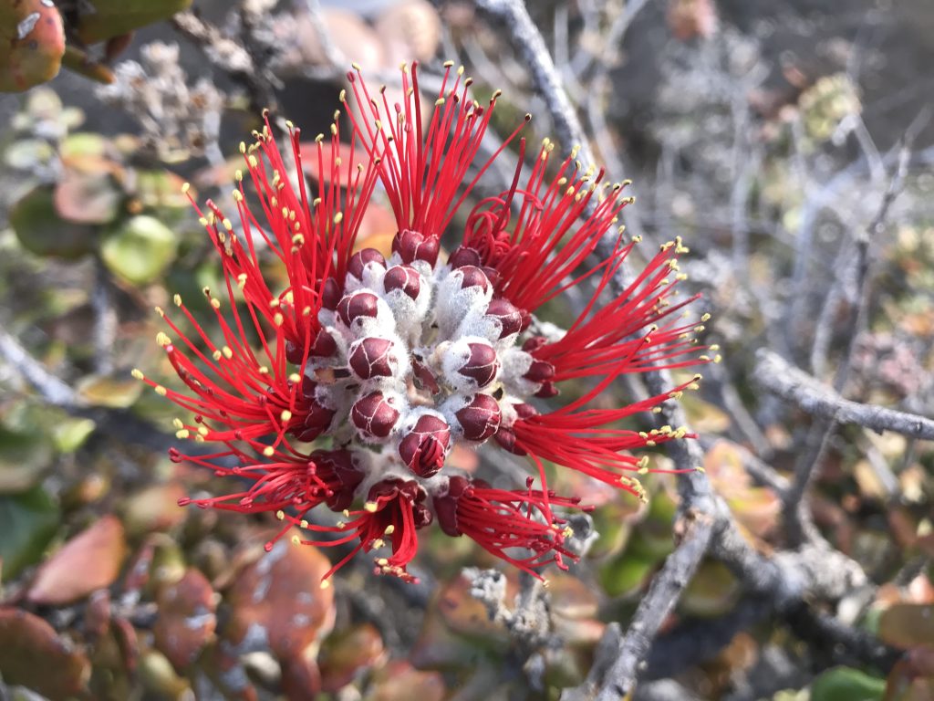 image of ohia lehua