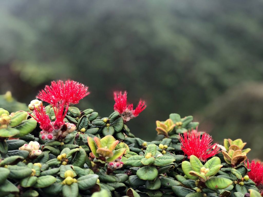 image of ohia lehua