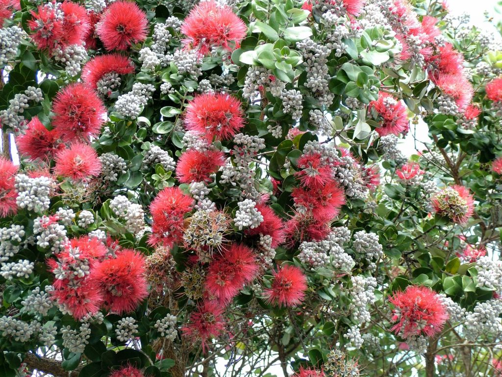 image of ohia lehua