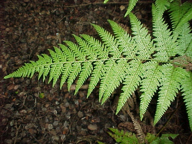 Division of Forestry and Wildlife: Forestry Program | Palapalai