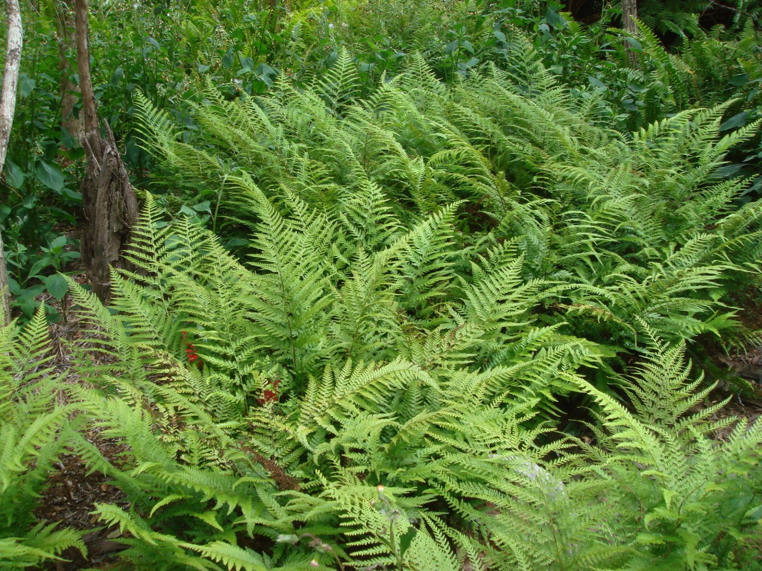 Division of Forestry and Wildlife: Forestry Program | Palapalai