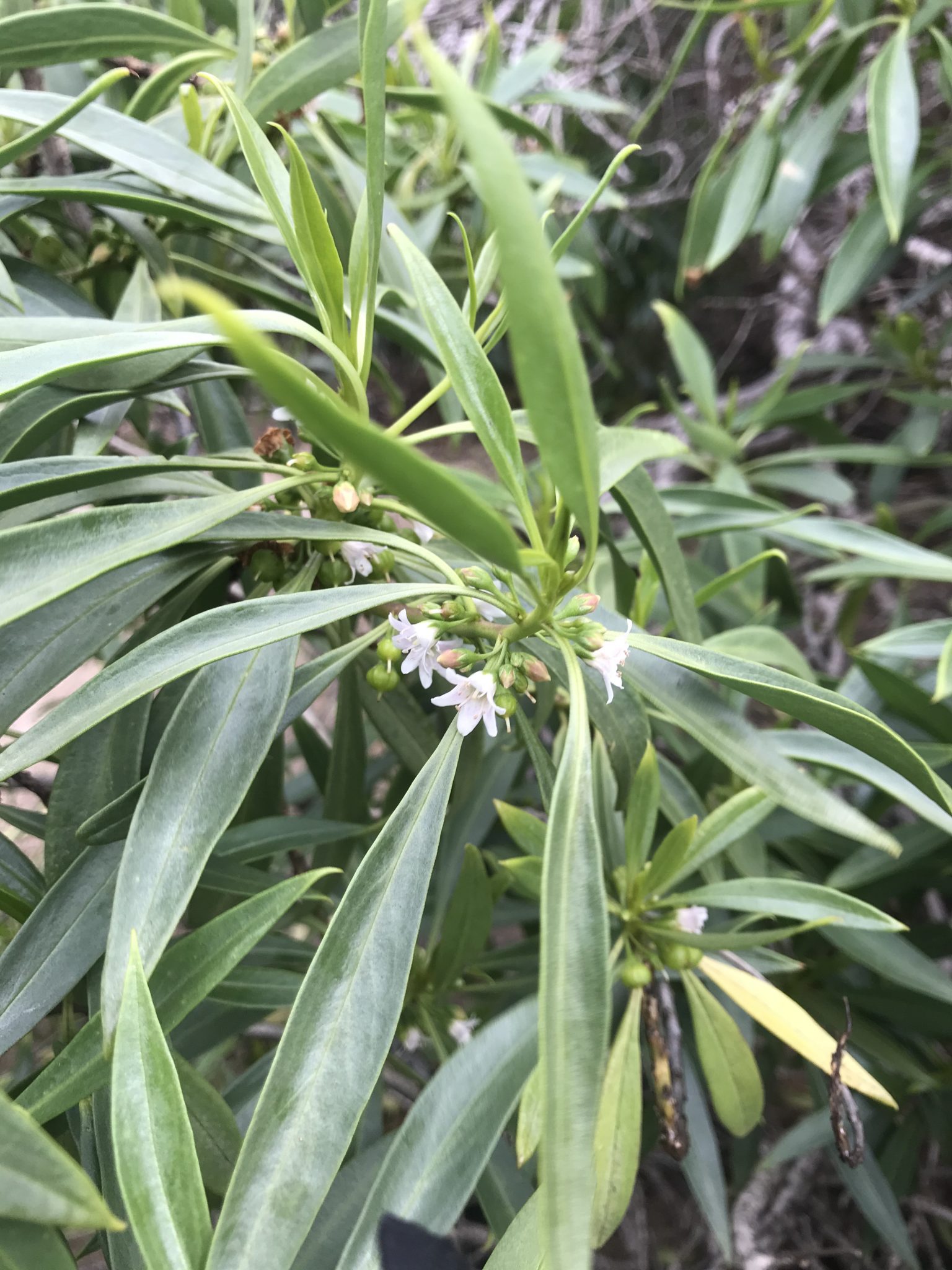 Division of Forestry and Wildlife Forestry Program Naio
