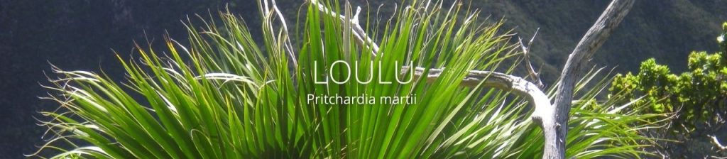 cover image of loulu