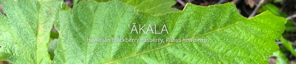 cover image of akala