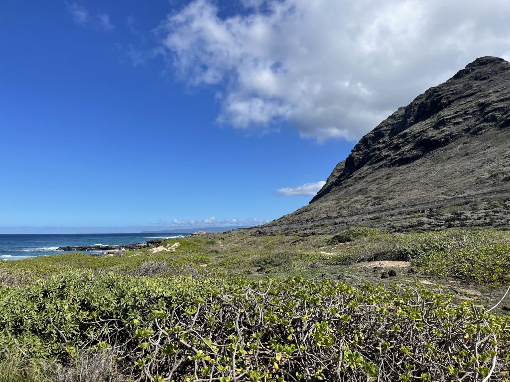 image of naupaka kahakai