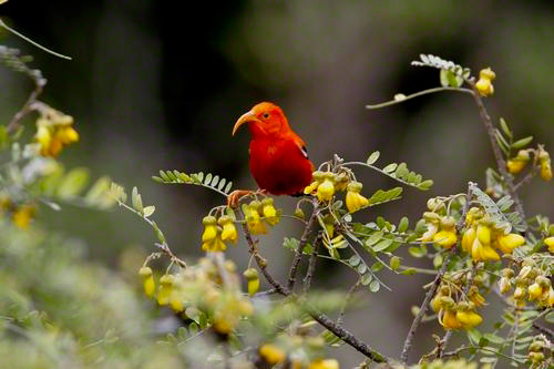 image of mamane with iiwi