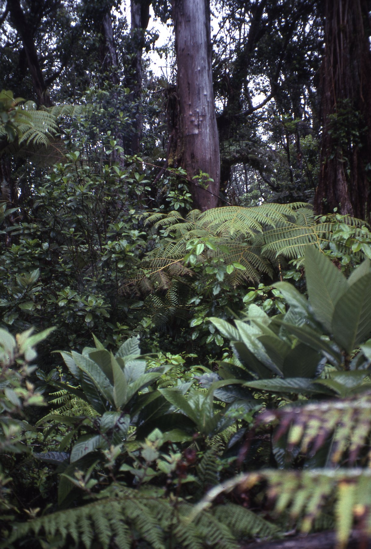 Division of Forestry and Wildlife: Forestry Program | Olonā