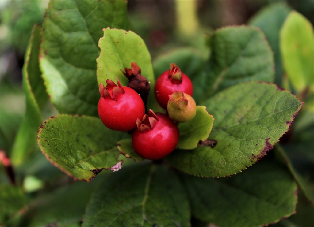 image of ohelo berry