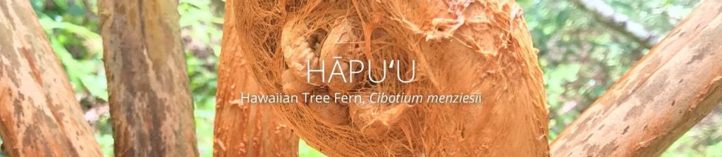 cover image of hapu'u