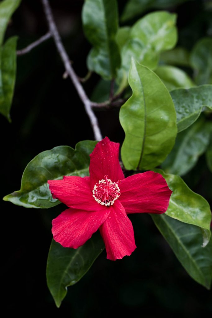 image of Koki‘o ‘ula‘ula