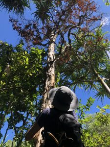 a woman in a large shaded hat looks up at a tall, towering tree with her back to the camera