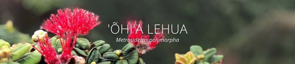 cover image of ohia lehua