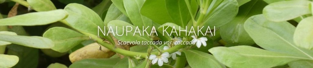 cover image of naupaka kahakai