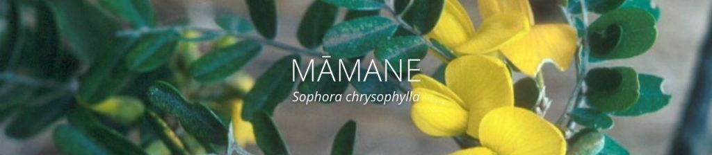 cover image of mamane