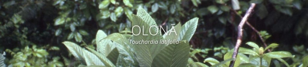 Cover image of olona