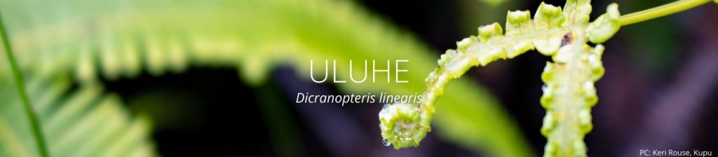 cover image of uluhe