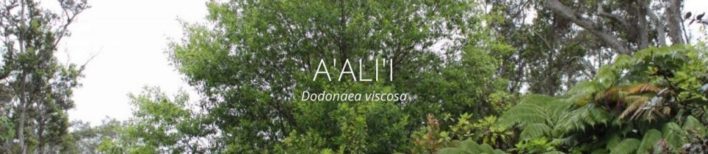 cover image of a'ali'i