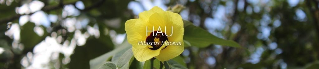cover image of hau
