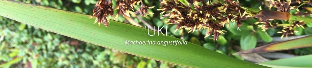 cover image of 'uki