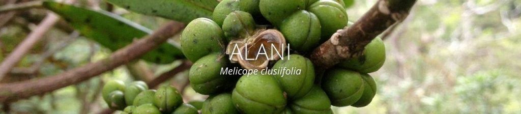 cover image of alani