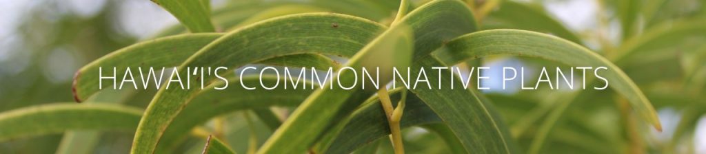 cover image of common native plants