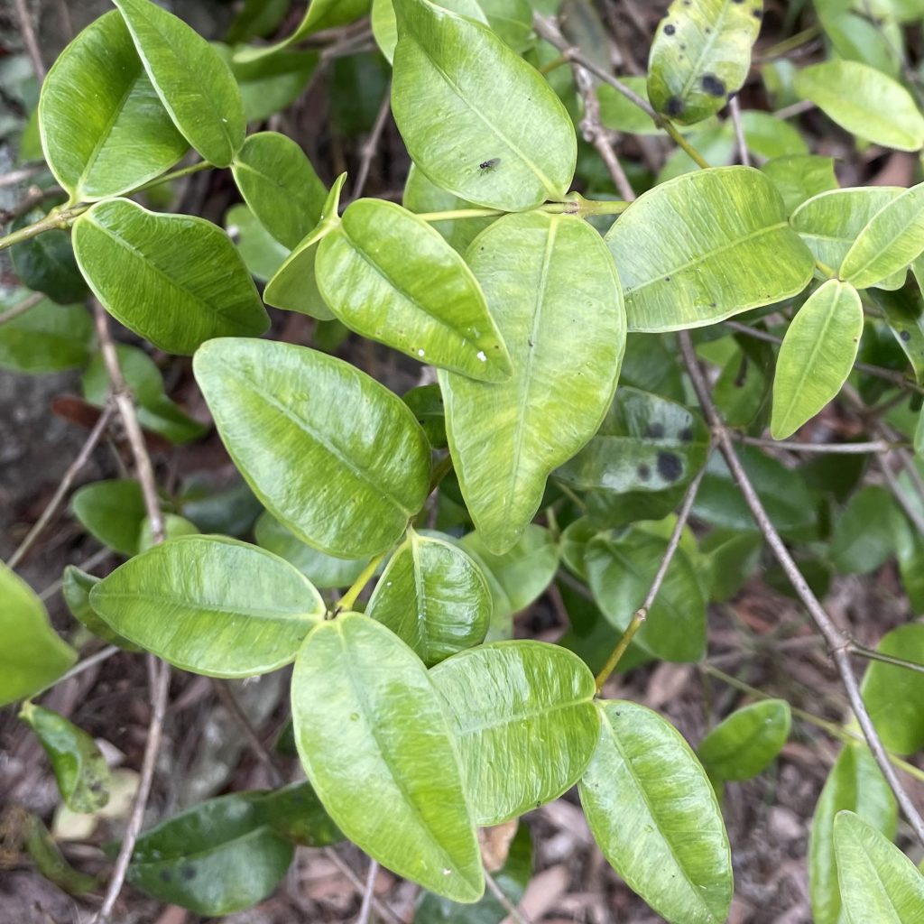 Division of Forestry and Wildlife: Forestry Program | Common Native Plants