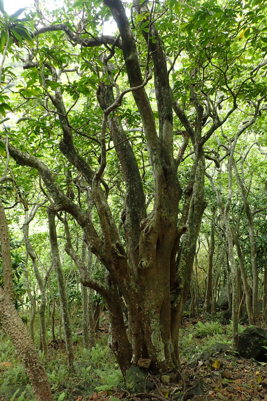 Division of Forestry and Wildlife: Forestry Program | Pāpala kēpau