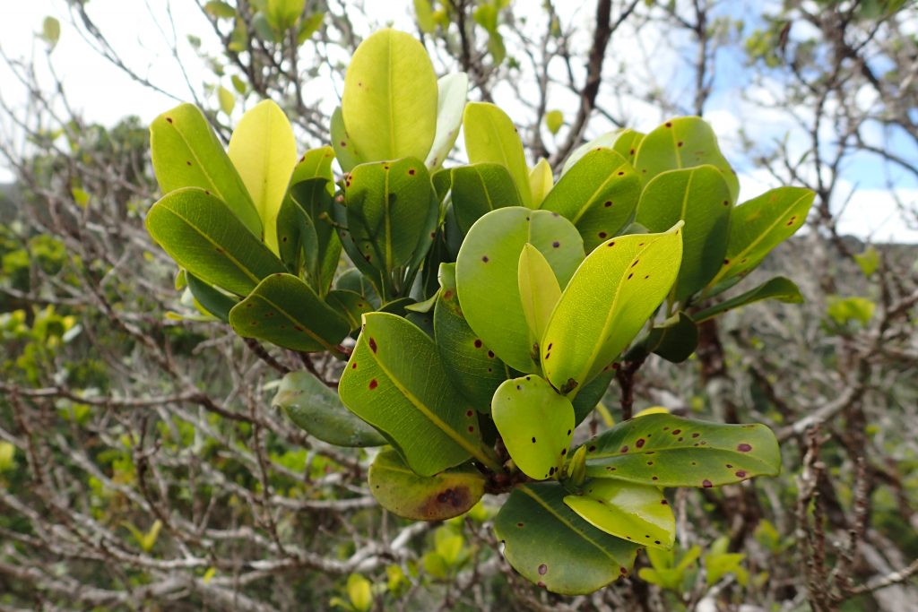 image of ohia ha