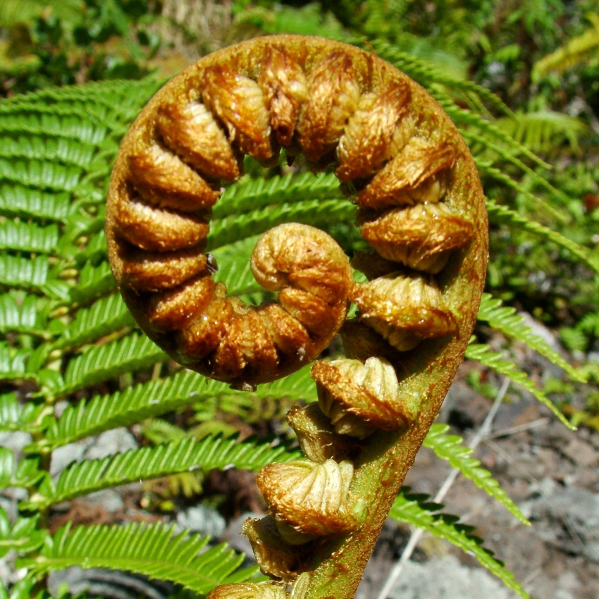 division-of-forestry-and-wildlife-forestry-program-common-native-plants