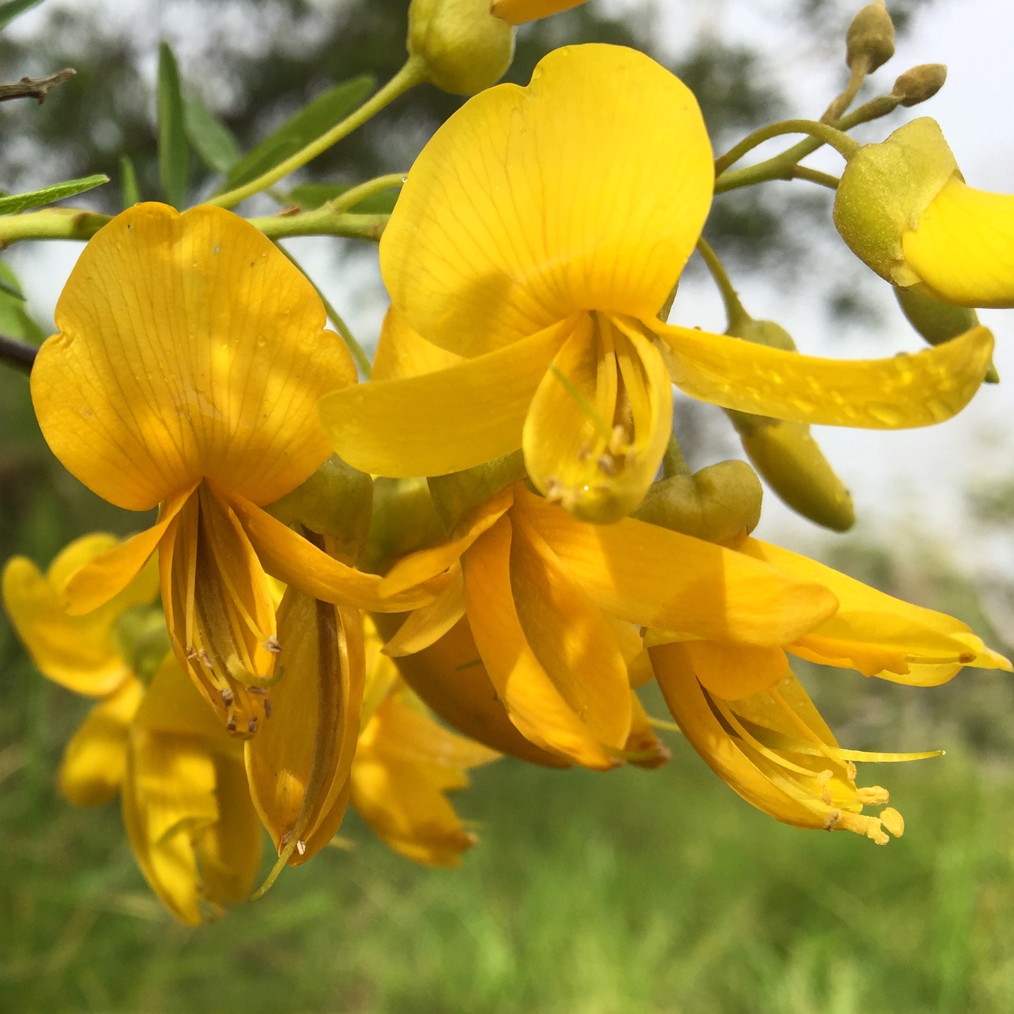 division-of-forestry-and-wildlife-forestry-program-common-native-plants