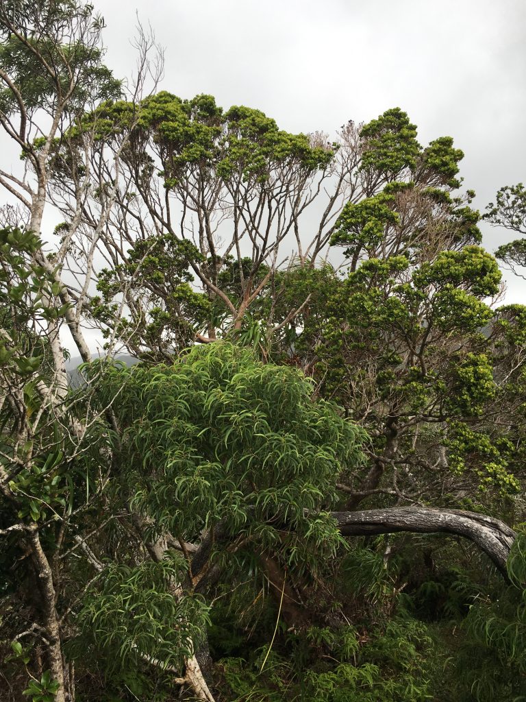 image of ohia ha