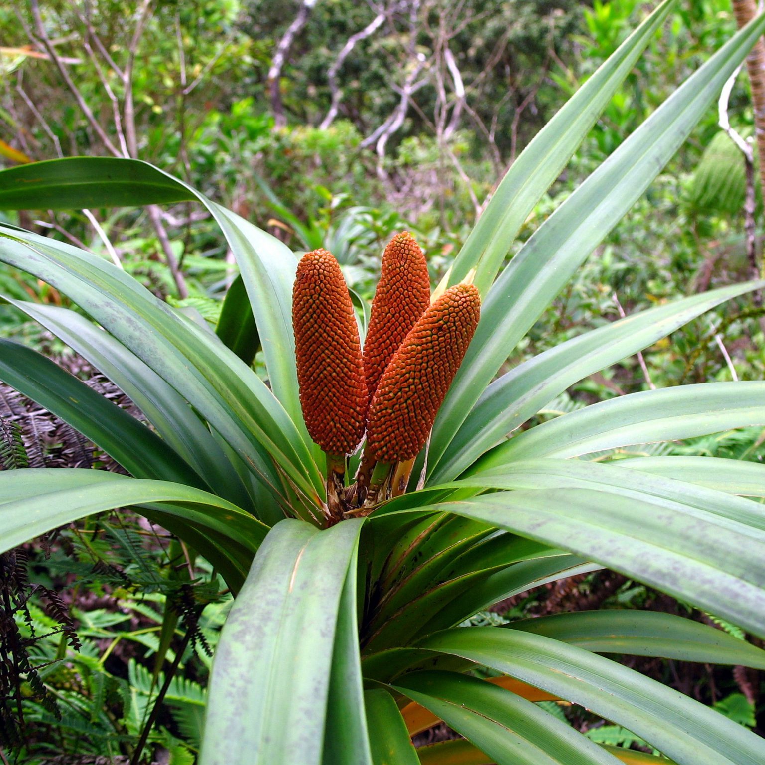 division-of-forestry-and-wildlife-forestry-program-common-native-plants