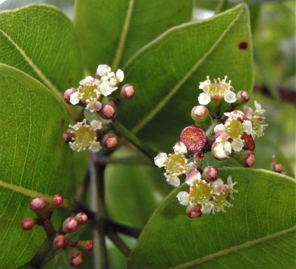 image of ohia ha