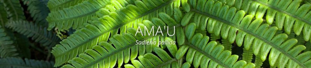 cover image of ama'u