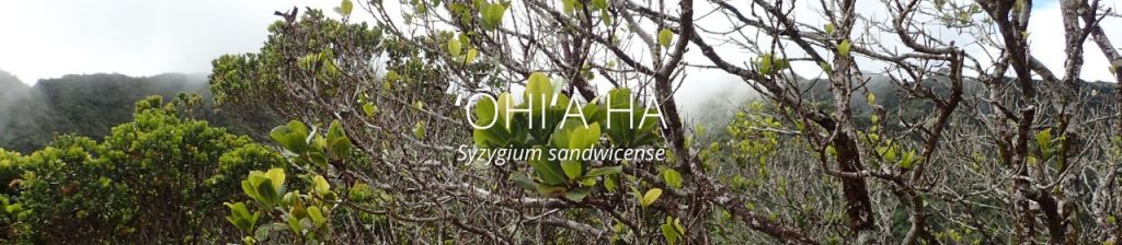cover image of ohia ha