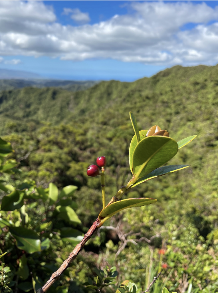 image of ohia ha