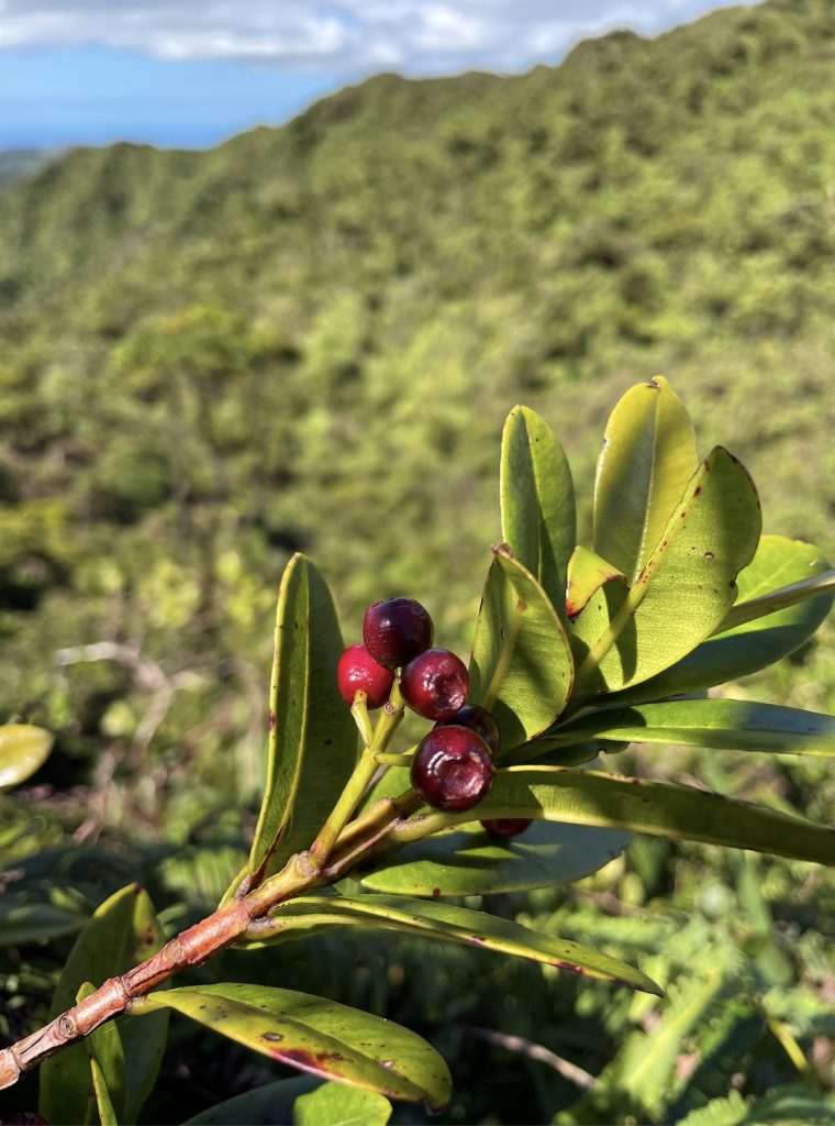 image of ohia ha