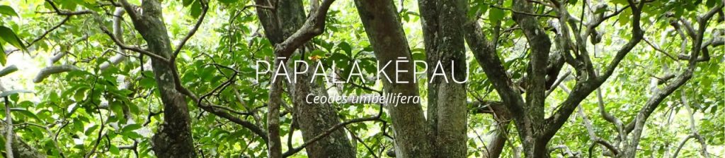 cover image of papala kepau