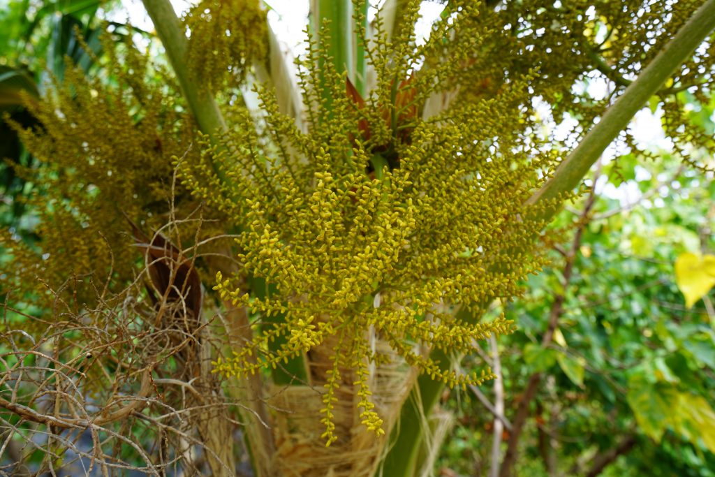 image of loulu seeds