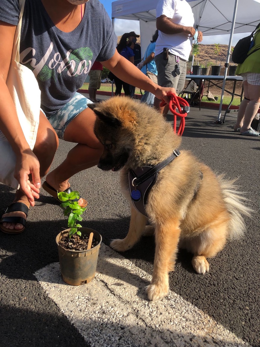 Puppy looks at potted plant on the ground