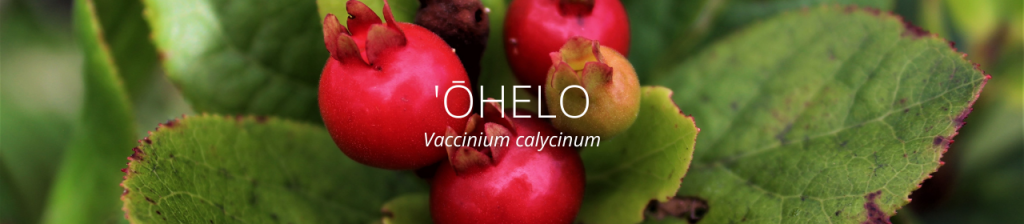 cover image of ohelo