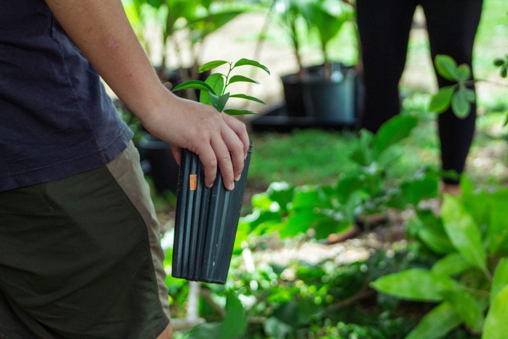 Man holds plant at Arbor Day 2022