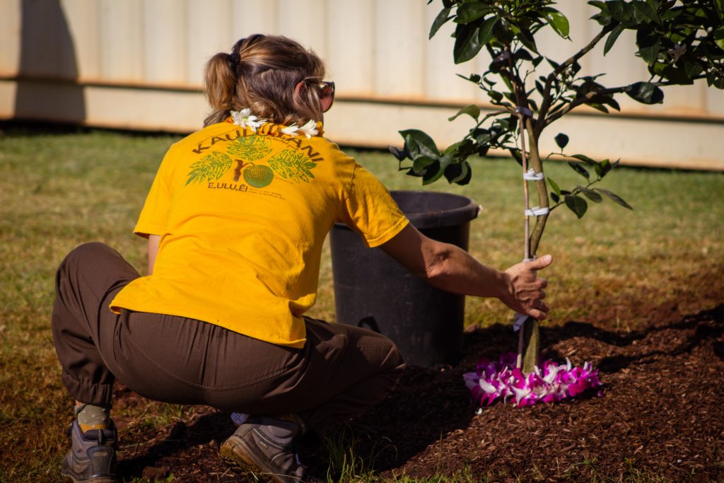 woman lays lei around a newly planted tree