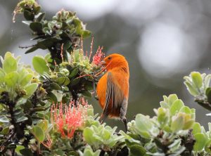 Hawaiʻi ʻākepa forest bird