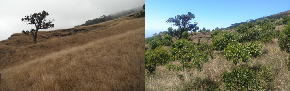 Nakula in 2013 before planting and in 2017 after planting.