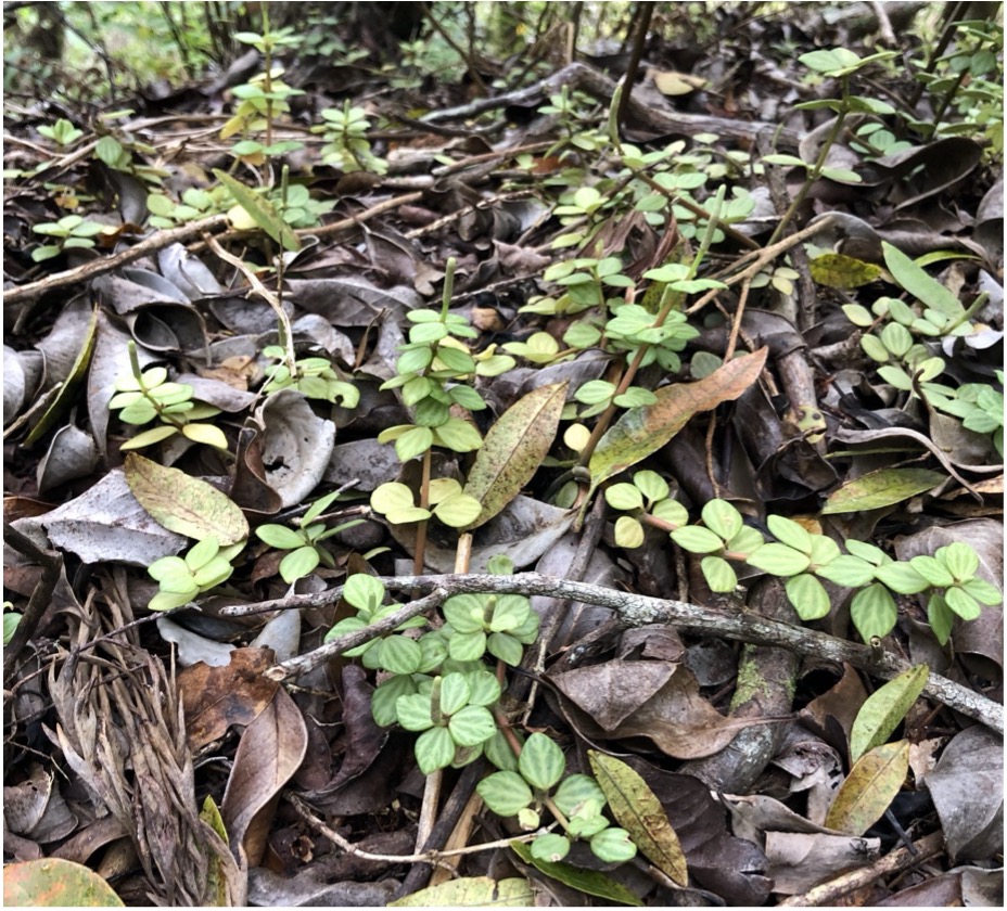 ʻAlaʻalawainui