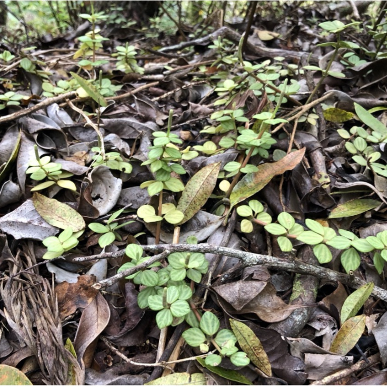 ʻAlaʻalawainui