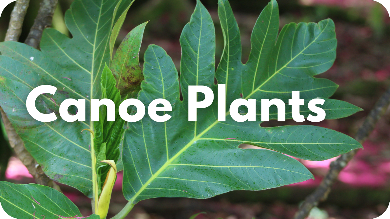 Canoe Plants